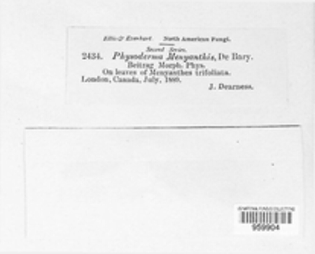 Cladochytrium menyanthis image